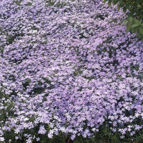 Phlox subulata Emerald Cushion Blue - Phlox mousse Emerald Cushion Blue - Phlox mousse