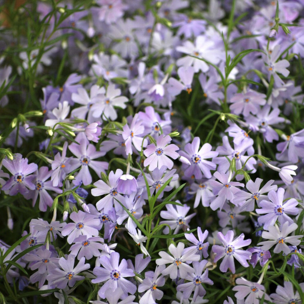 Phlox mousse - Phlox mousse Emerald Cushion Blue - Phlox subulata Emerald Cushion Blue