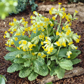 Vente Primevère officinale Coucou - Primula veris