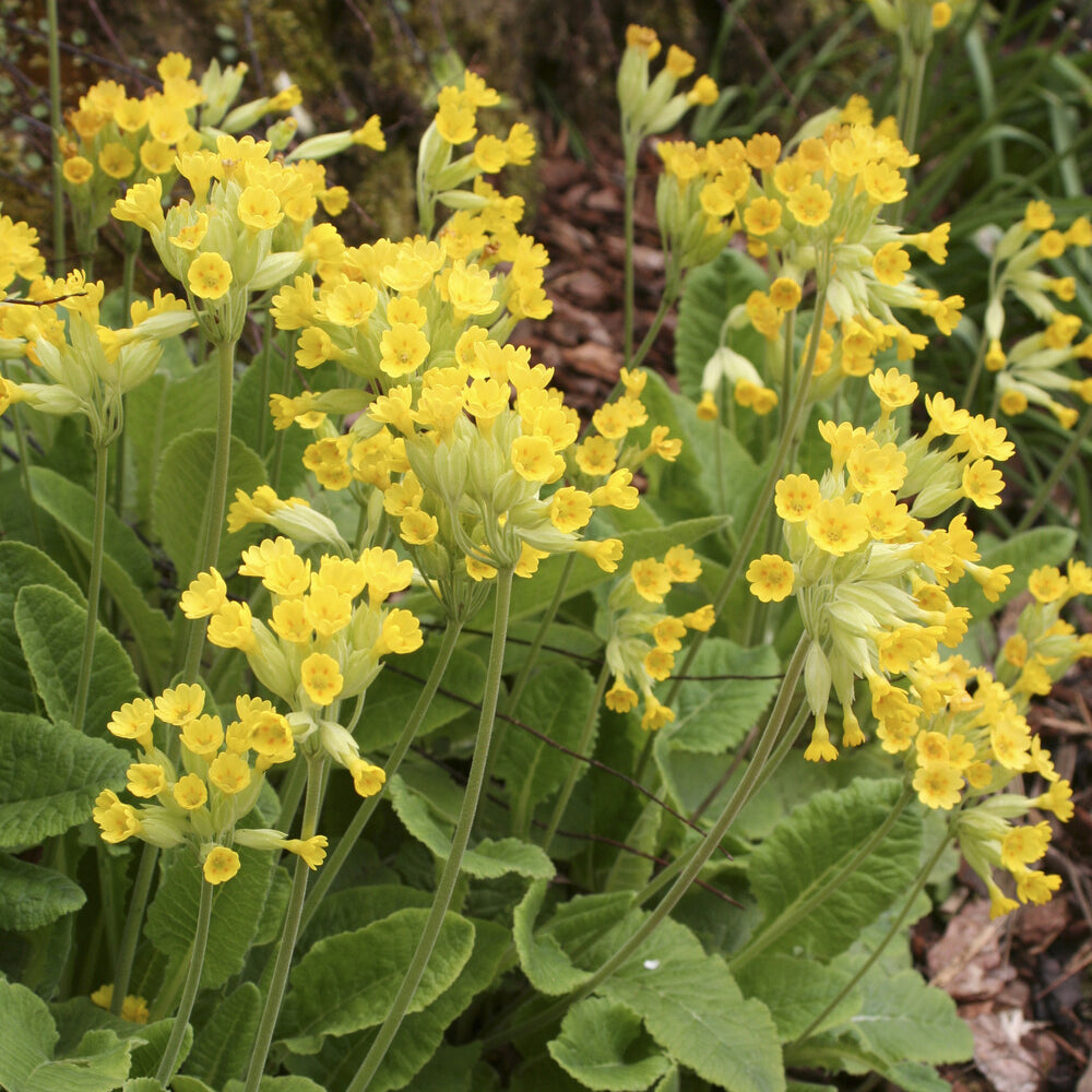 Vente Primevère officinale Coucou