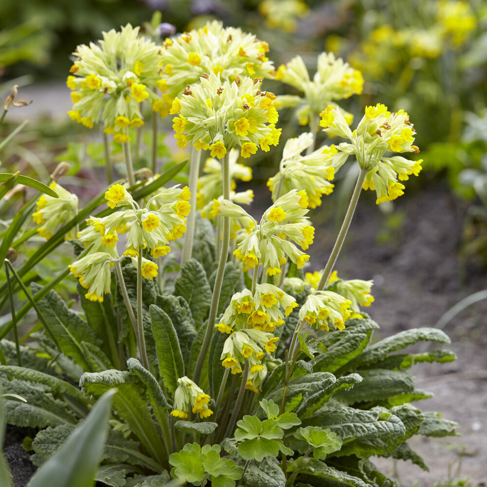 Primevère - Primevère officinale Coucou - Primula veris