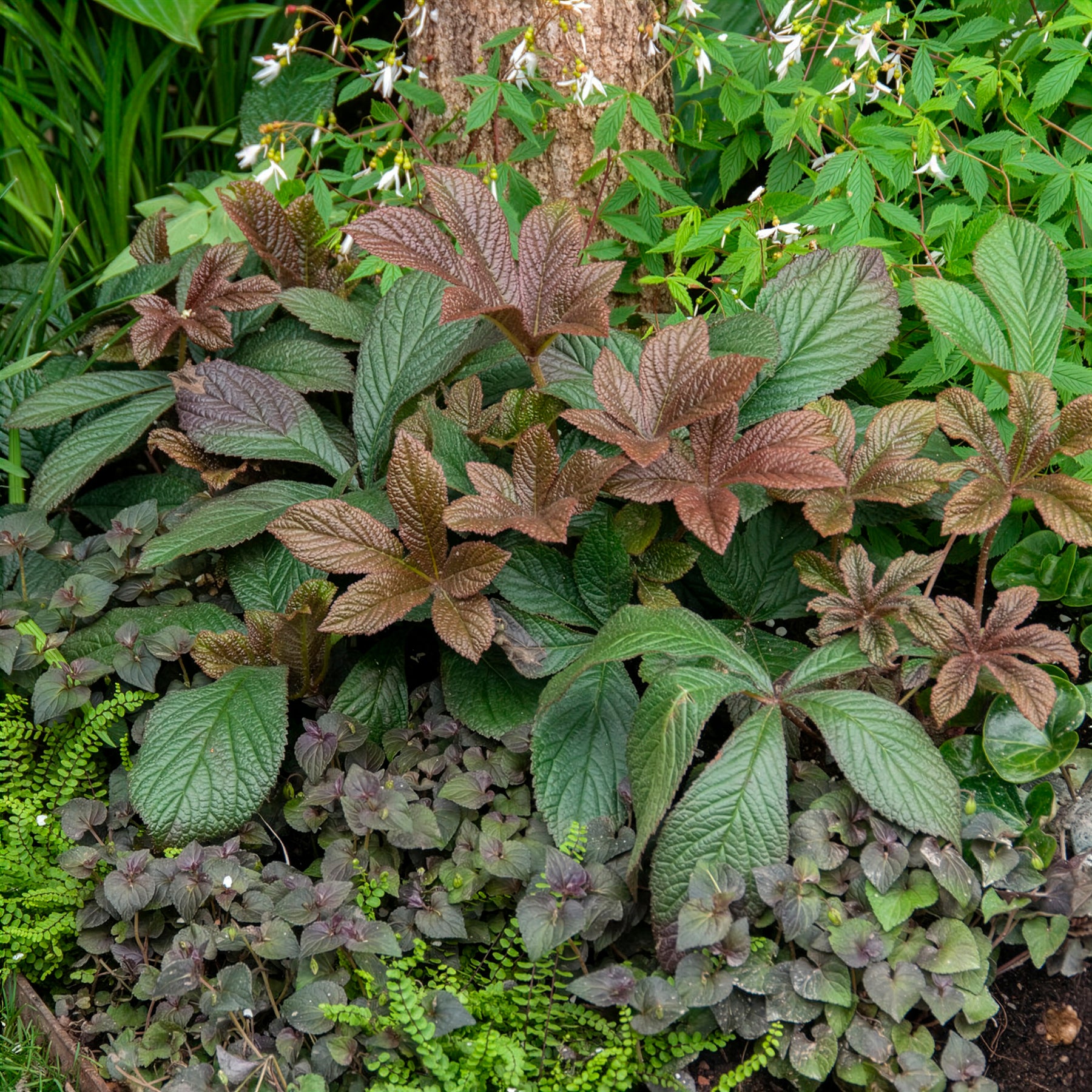 Rodgersia Bronze Peacock - Willemse