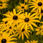 Rudbeckia deamii - Willemse