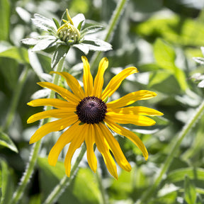 Rudbeckia - Rudbeckia deamii - Rudbeckia fulgida deamii