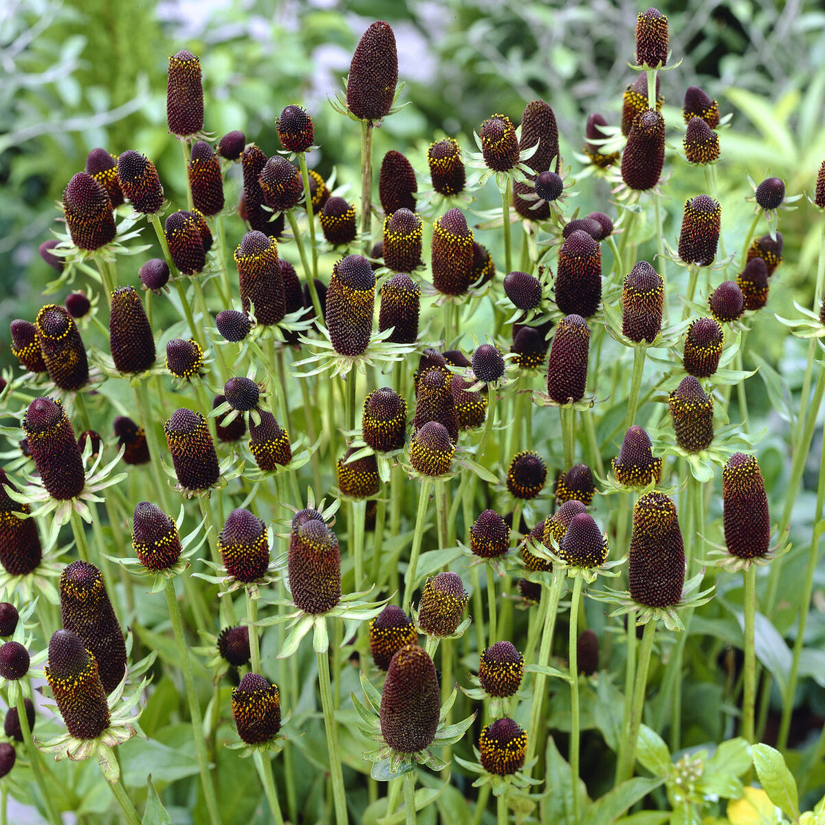 Rudbeckia occidentale Green Wizard - Rudbeckia occidentalis Green Wizard - Willemse