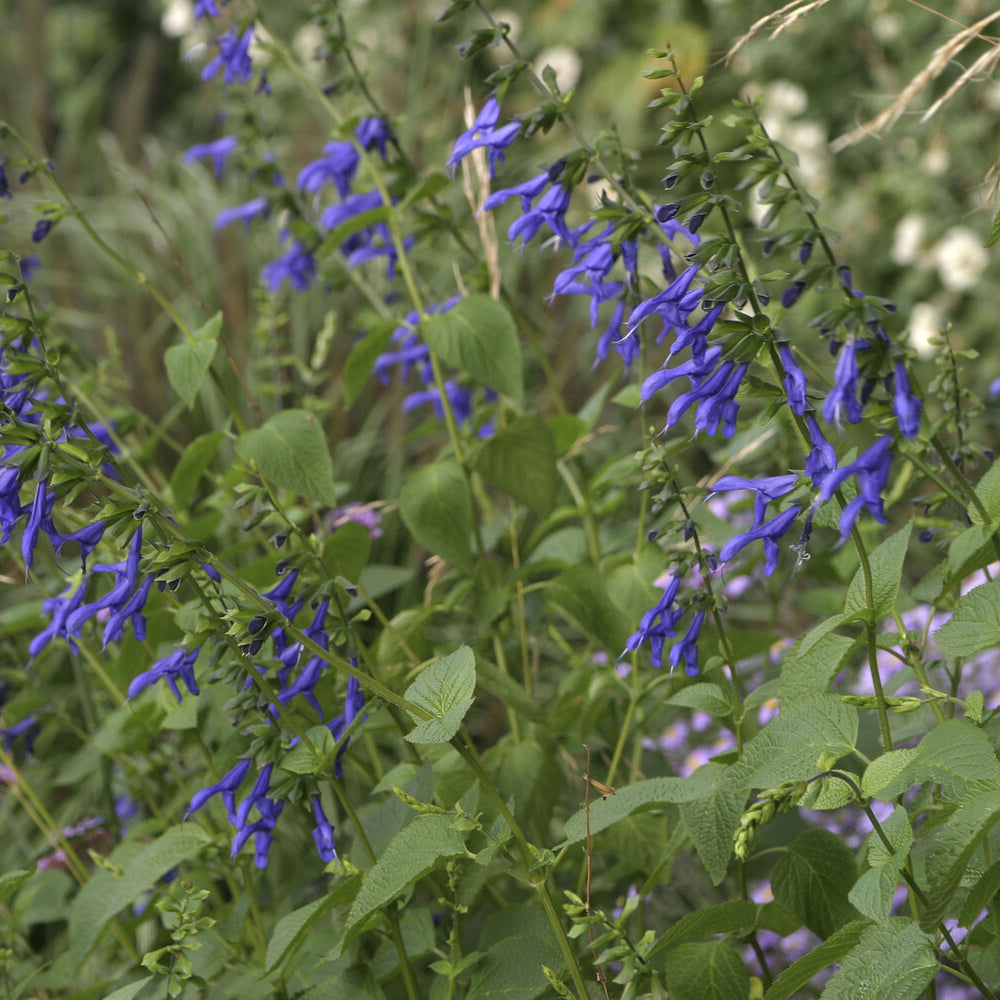 Sauges - Sauge Blue Enigma - Salvia guaranitica Blue Enigma