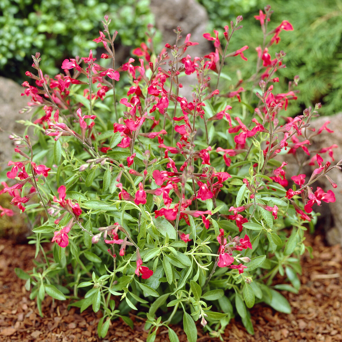 Salvia greggii Lipstick - Sauge Lipstick - Sauges