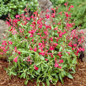 Salvia greggii Lipstick - Sauge Lipstick - Sauges