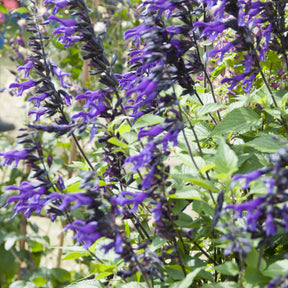 Sauges - Sauge Amistad - Salvia Amistad