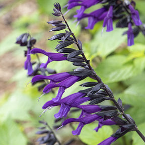 Sauge Amistad - Salvia Amistad - Willemse