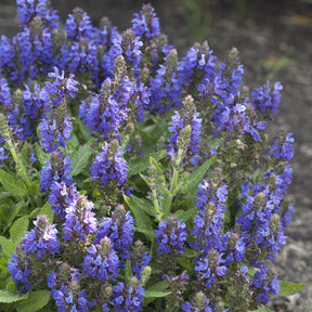 Salvia nemorosa Marcus Haeumanarc - Sauge des bois Marcus - Sauges