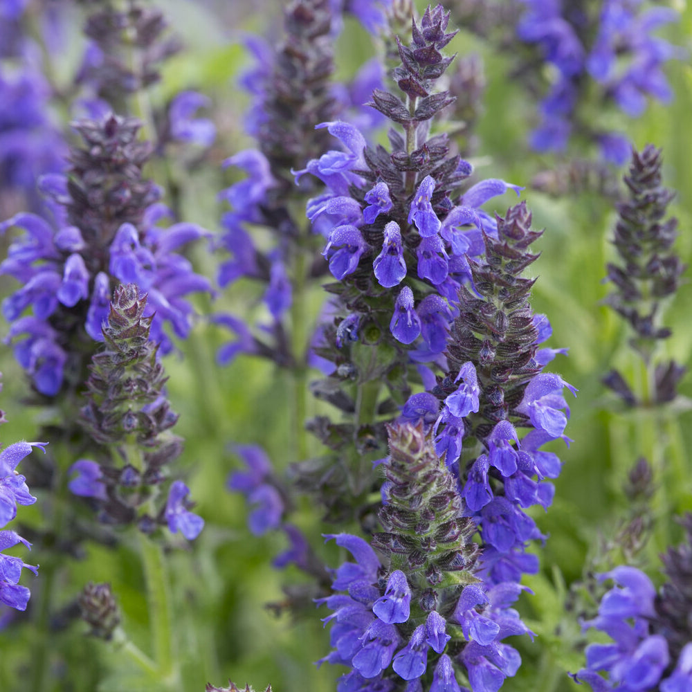 Sauges - Sauge des bois Marcus - Salvia nemorosa Marcus Haeumanarc