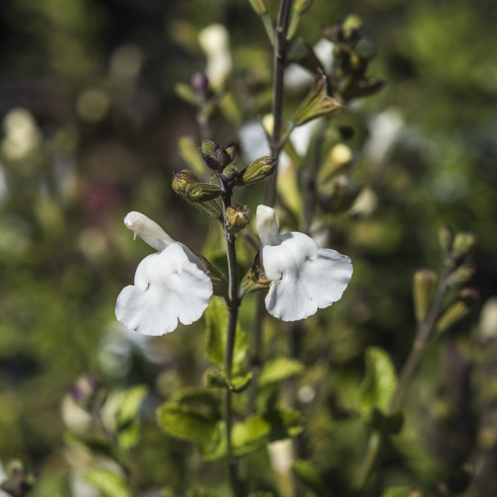 Salvia microphylla Gletsjer - Sauge arbustive Gletsjer - Sauges