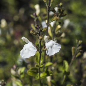 Salvia microphylla Gletsjer - Sauge arbustive Gletsjer - Sauges