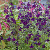 Sauge papillon de nuit - Willemse