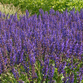 Sauge des bois Viola Klose - Salvia nemorosa Viola Klose - Willemse