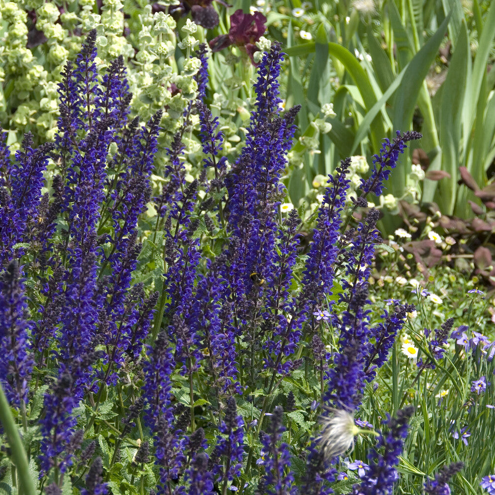 Salvia nemorosa Viola Klose - Sauge des bois Viola Klose - Sauges