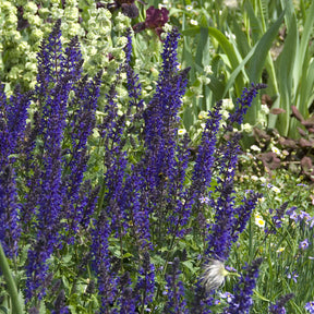 Salvia nemorosa Viola Klose - Sauge des bois Viola Klose - Sauges