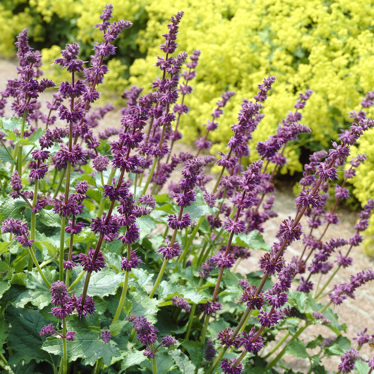 Salvia verticillata Purple Rain - Sauge verticillée Purple Rain - Sauges