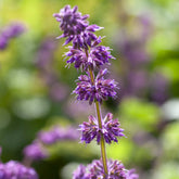 Sauge verticillée Purple Rain - Willemse