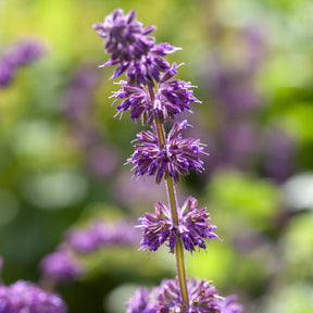 Sauge verticillée Purple Rain - Willemse