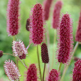 Pimprenelle d'Alaska - Sanguisorbe - Willemse