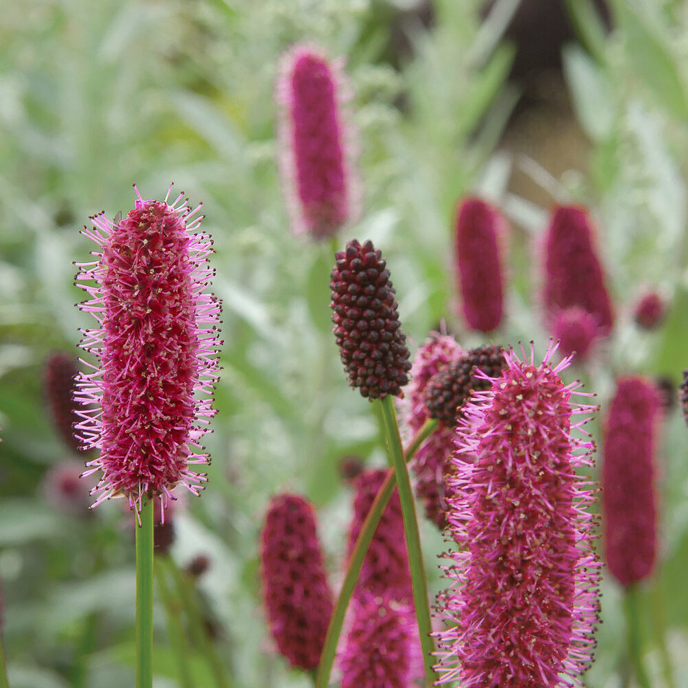 Sanguisorba menziesii - Pimprenelle d'Alaska - Sanguisorbe - Pimprenelle