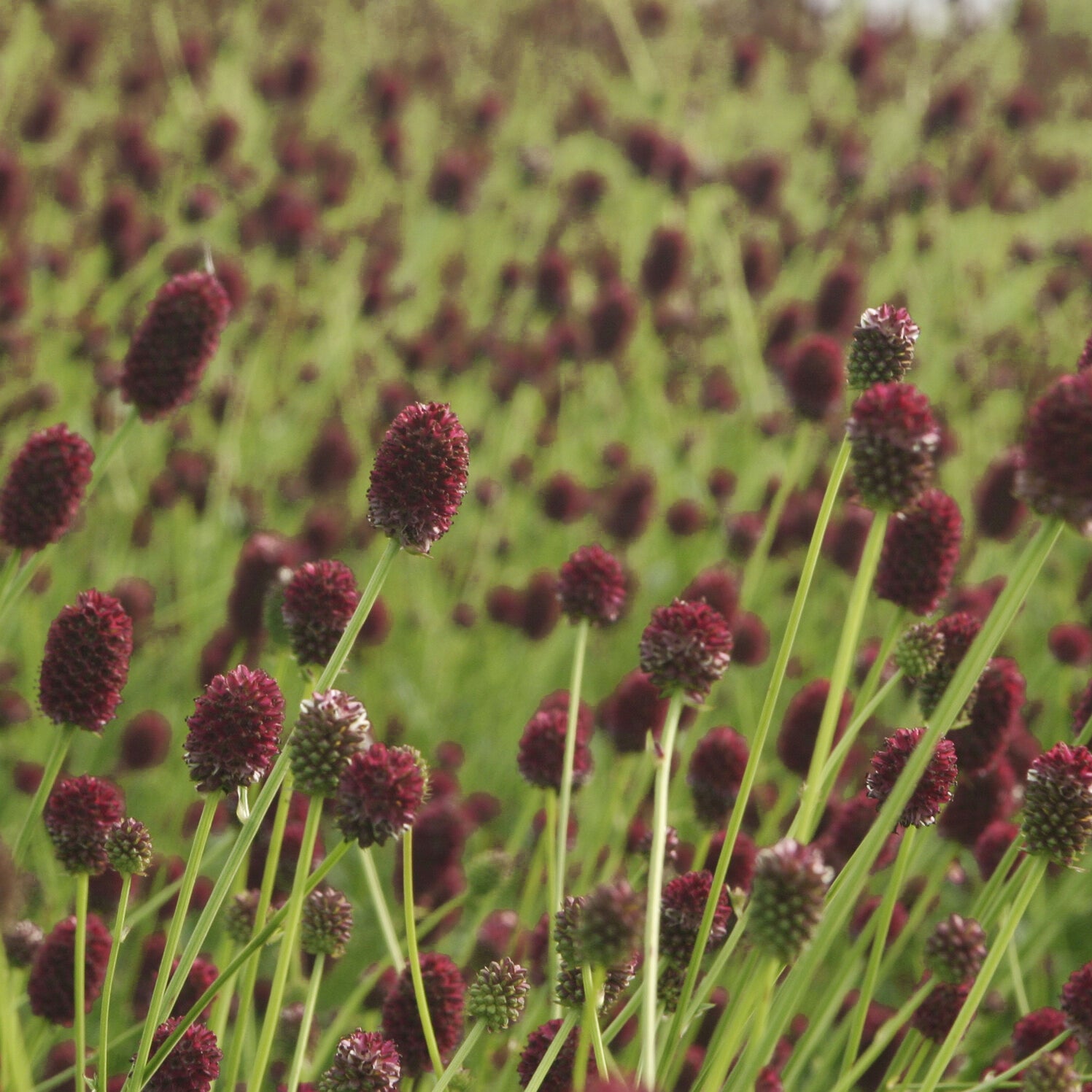 Sanguisorba officinalis Tanna - Pimprenelle officinale Tanna - Pimprenelle