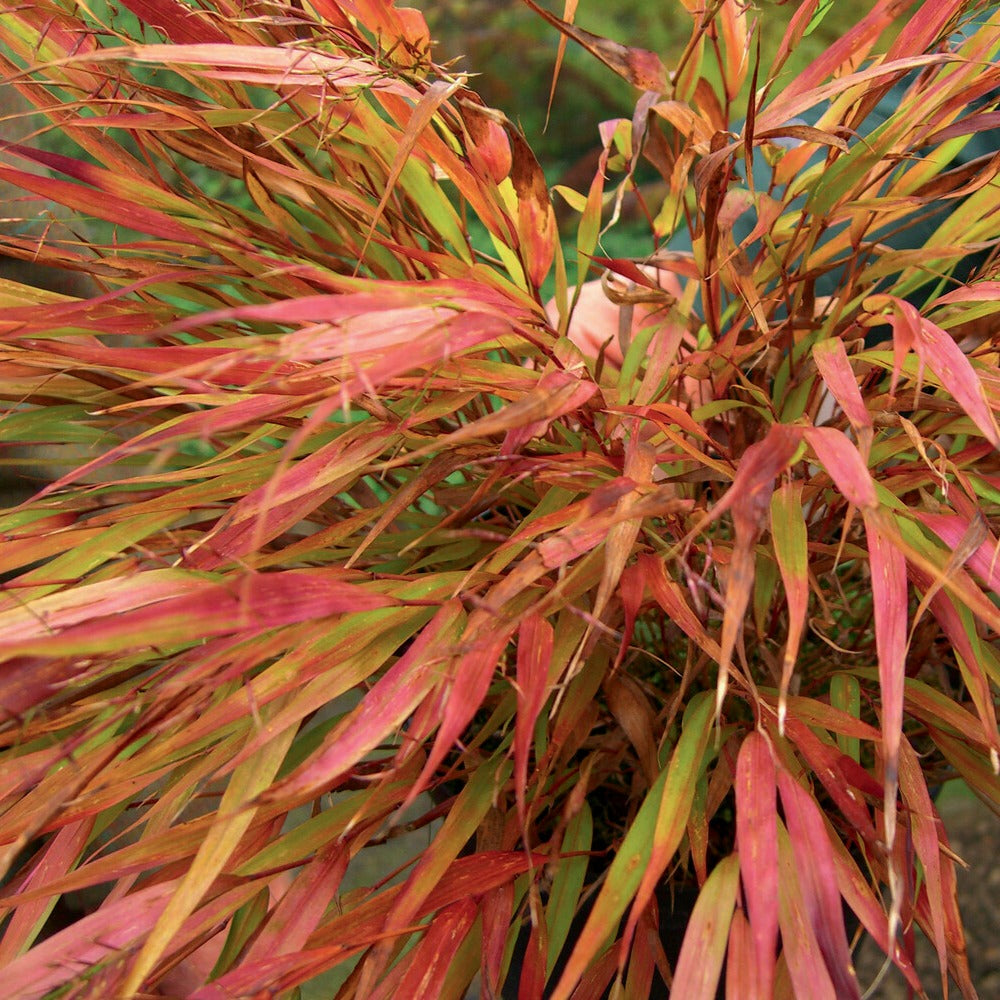 Herbe du Japon Nicolas - Willemse