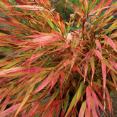 Herbe du Japon Nicolas - Willemse