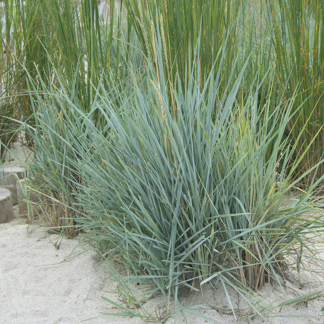 Vente Seigle de mer Blue Dune - Leymus arenarius Blue Dune