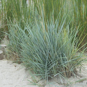 Vente Seigle de mer Blue Dune - Leymus arenarius Blue Dune