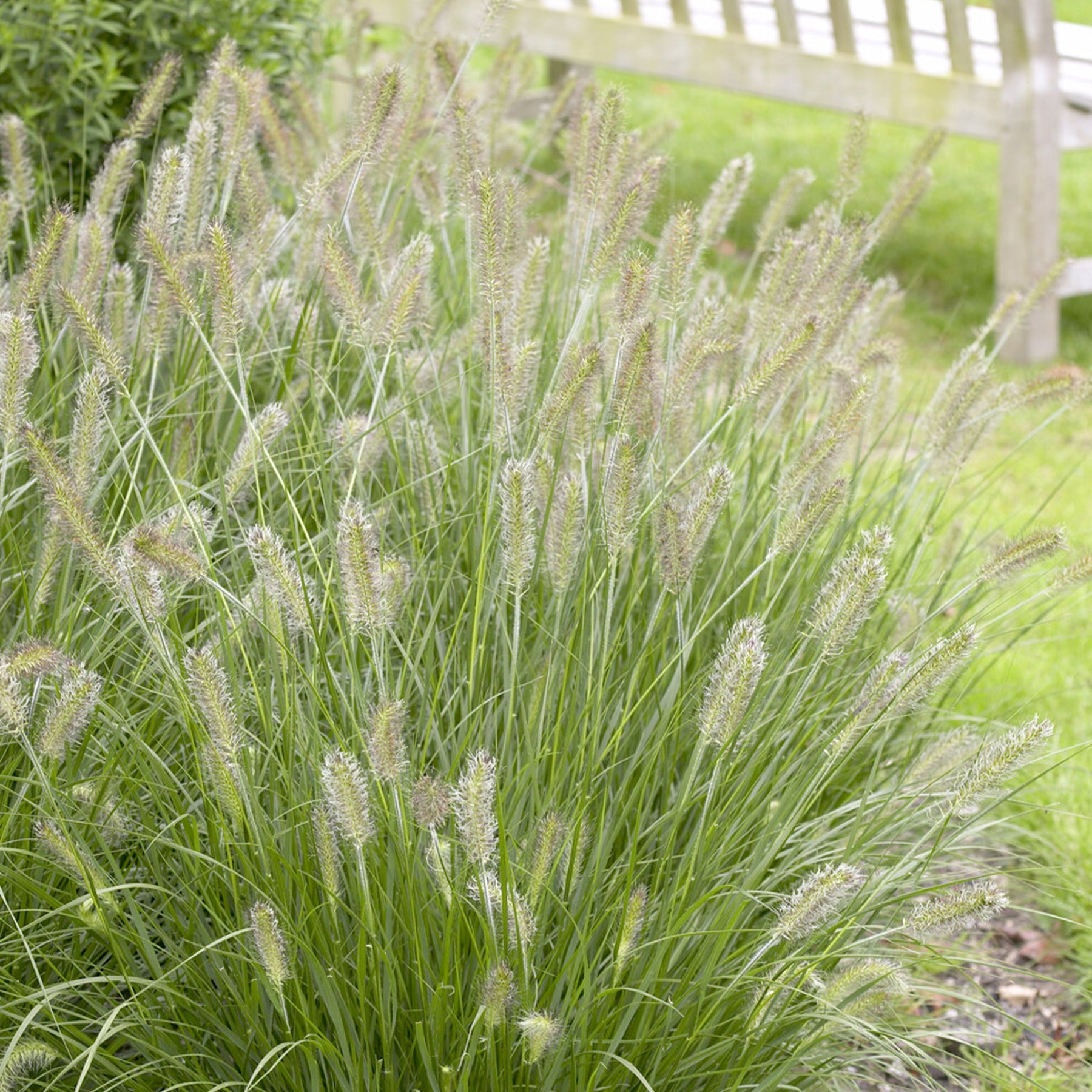 Herbe aux écouvillons Herbstzauber - Pennisetum - Pennisetum alopecuroides herbstzauber - Willemse