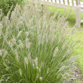 Herbe aux écouvillons Herbstzauber - Pennisetum - Pennisetum alopecuroides herbstzauber - Willemse
