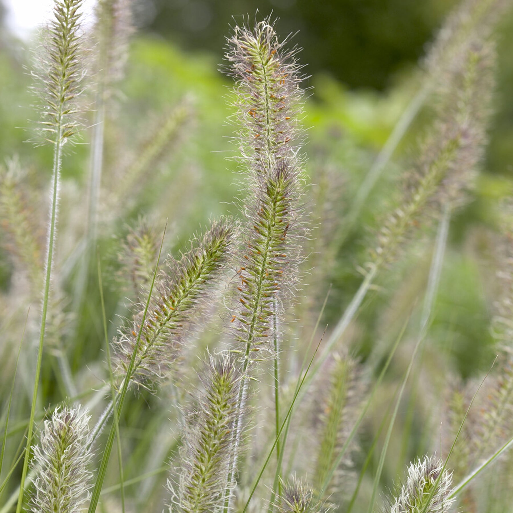 Pennisetum alopecuroides herbstzauber - Herbe aux écouvillons Herbstzauber - Pennisetum - Pennisetum