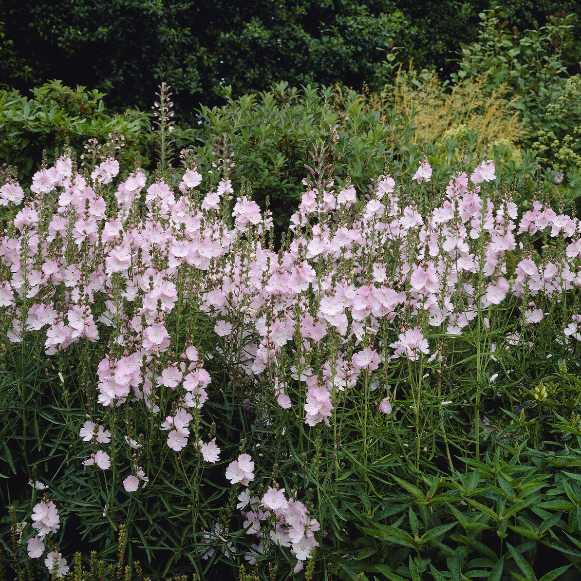 Sidalcea - Sidalcea malviflora Elsie Heugh - Sidalcea Elsie Heugh