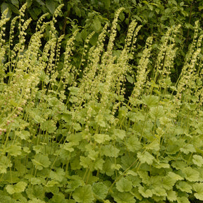 Tellime à grandes fleurs - Tellima grandiflora - Willemse