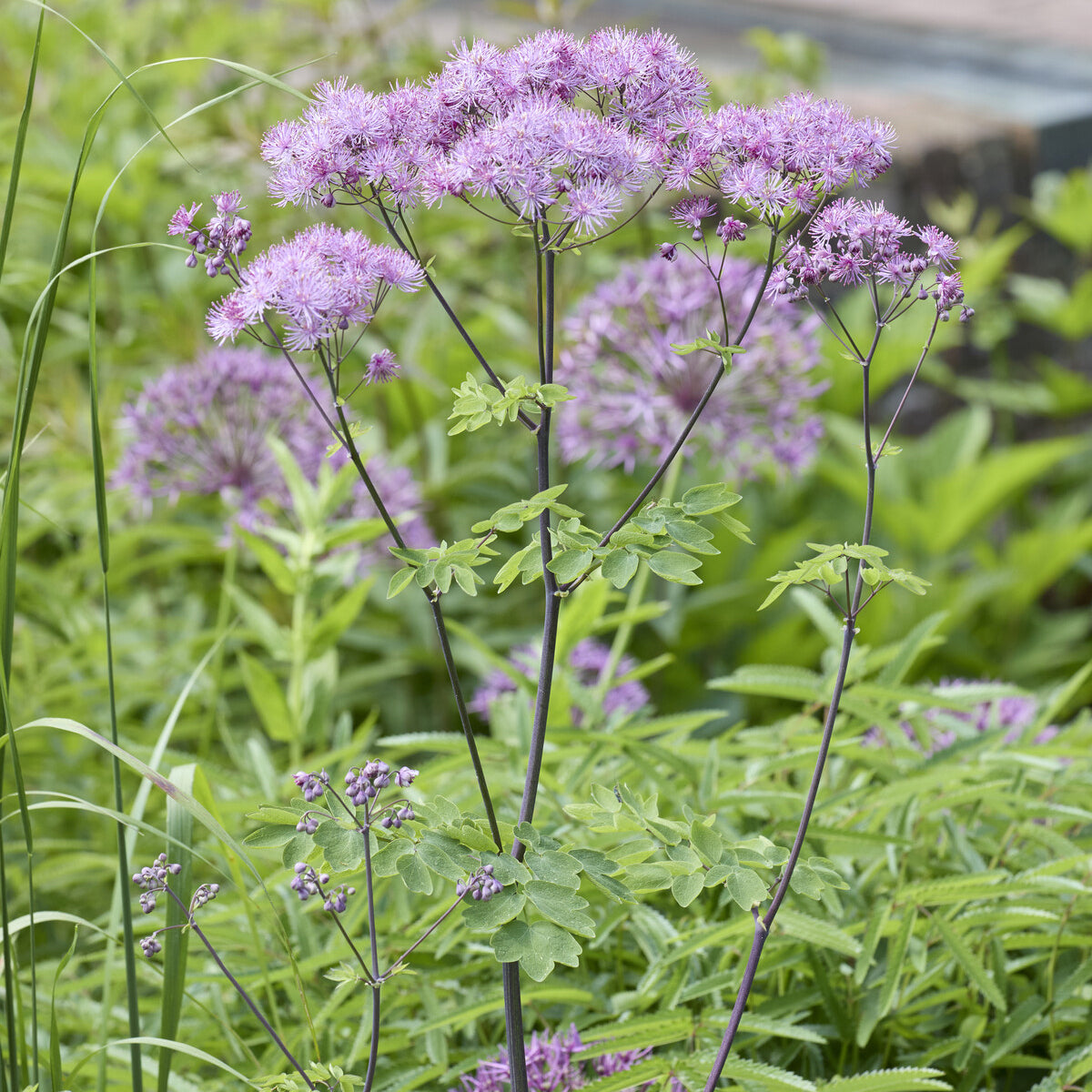 Pigamons à feuilles d'Ancolie - Thalictrum aquilegifolium - Willemse