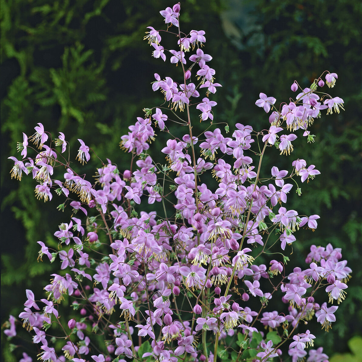Thalictrum rochebrunianum - Pigamon de Rochebrun - Pigamon