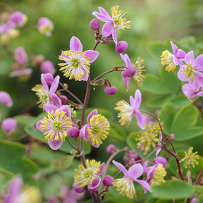 Pigamon - Pigamon de Rochebrun - Thalictrum rochebrunianum