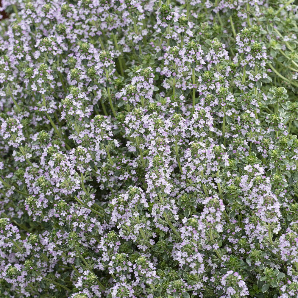 Thymus citriodorus Silver Queen - Thym citron Silver Queen - Thym