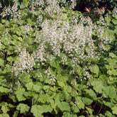 Tiarelle cordifoliée - Willemse