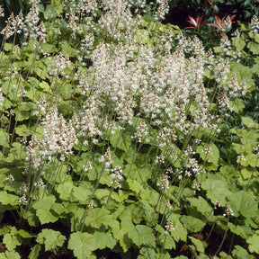 Tiarelle cordifoliée - Willemse