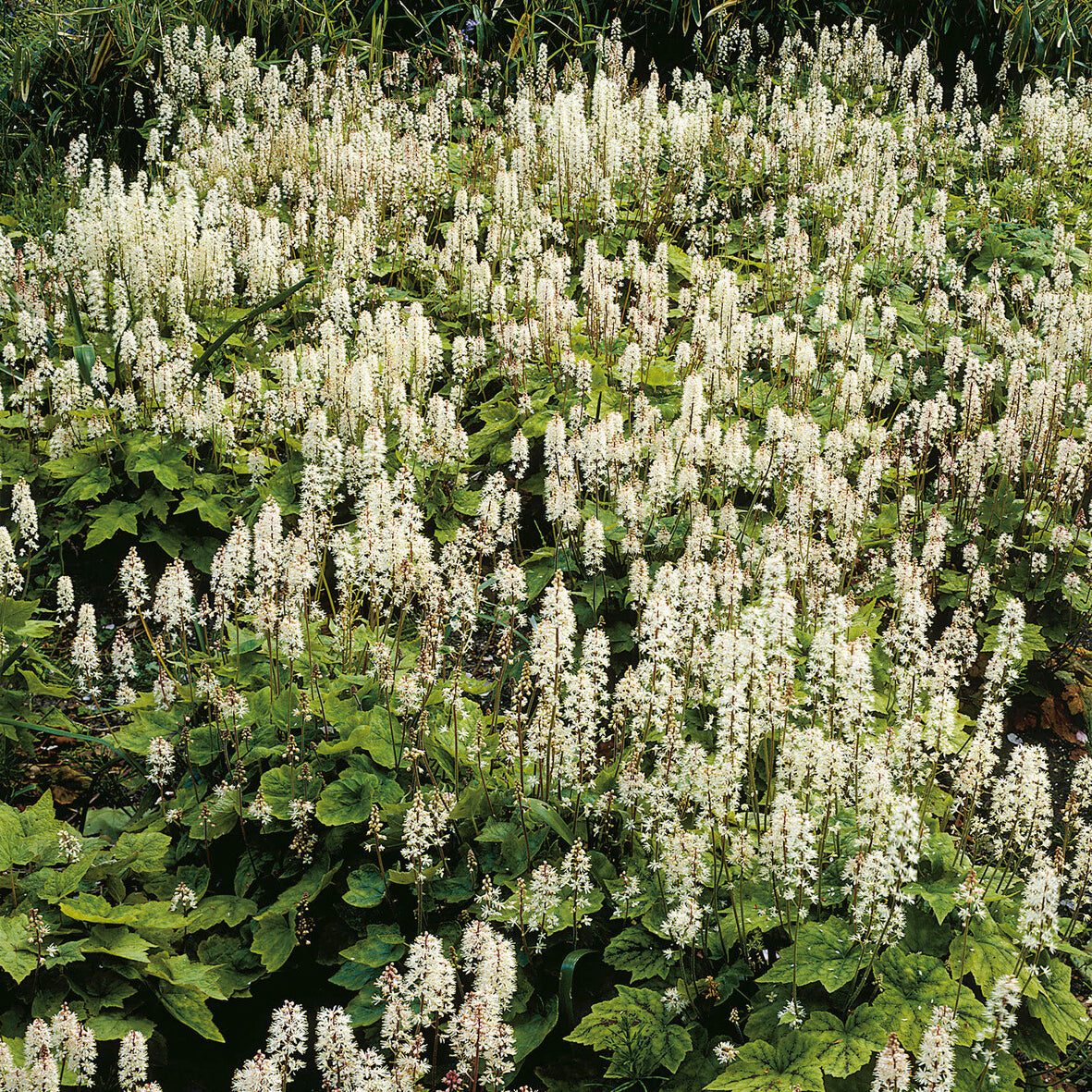 Tiarella wherryi - Tiarelle Wherryi - Tiarelle