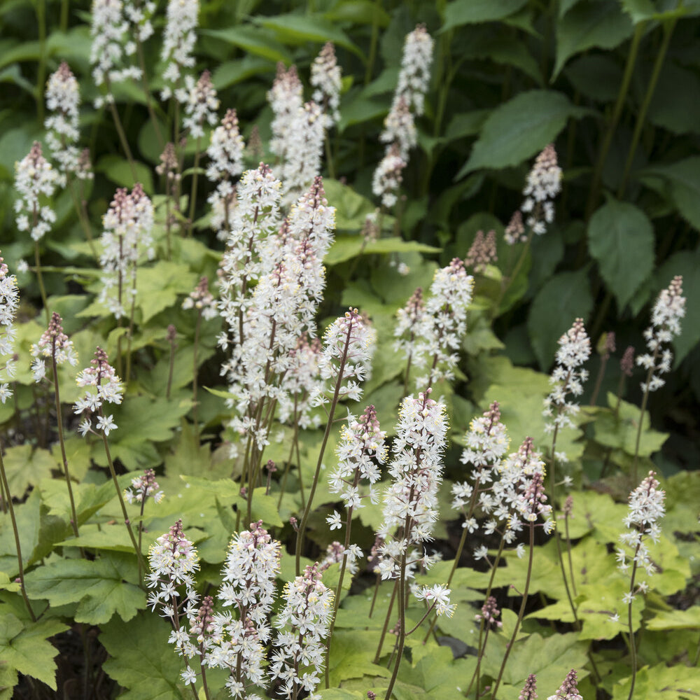 Tiarelle - Tiarelle Wherryi - Tiarella wherryi