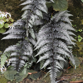 Fougère peinte Pewter Lace - Willemse