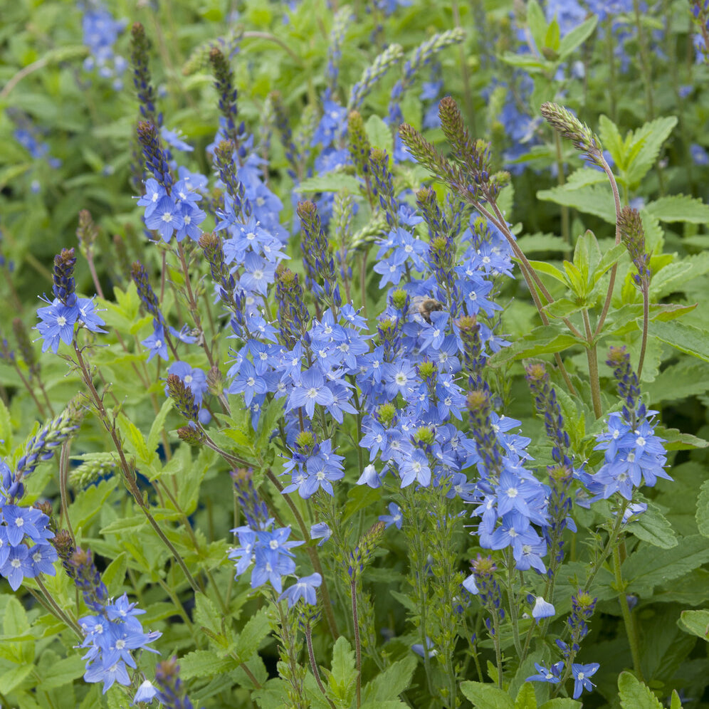 Veronica austriaca Royal Blue - Véronique d'Autriche Royal Blue - Véronique