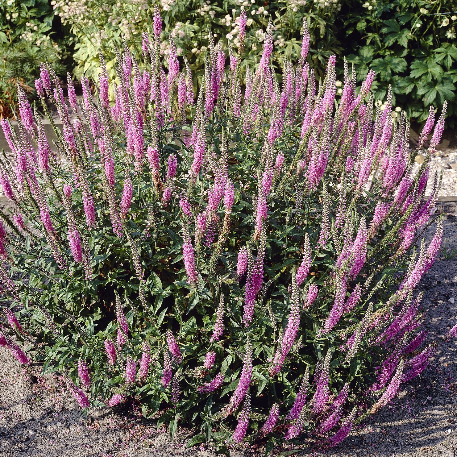 Véronique Pink Damask - Willemse