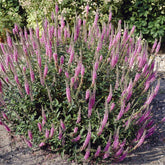 Véronique Pink Damask - Willemse