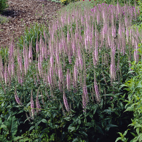 Véronique Pink Damask - Veronica spicata Pink Damask - Willemse